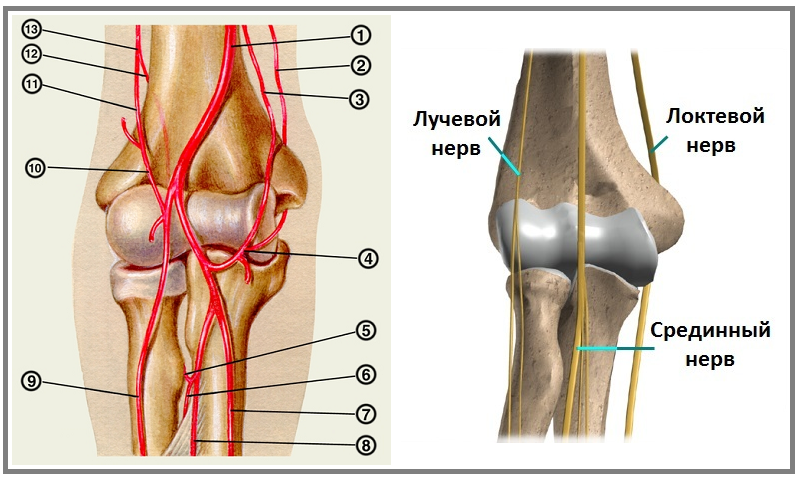 Строение локтевого сустава руки человека с рисунками
