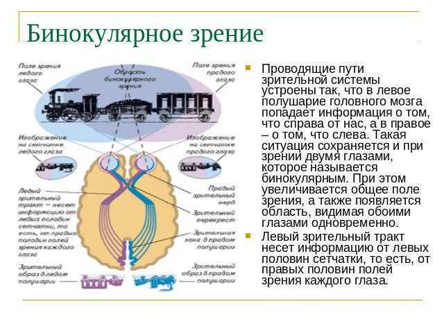 Бинокулярное зрение презентация