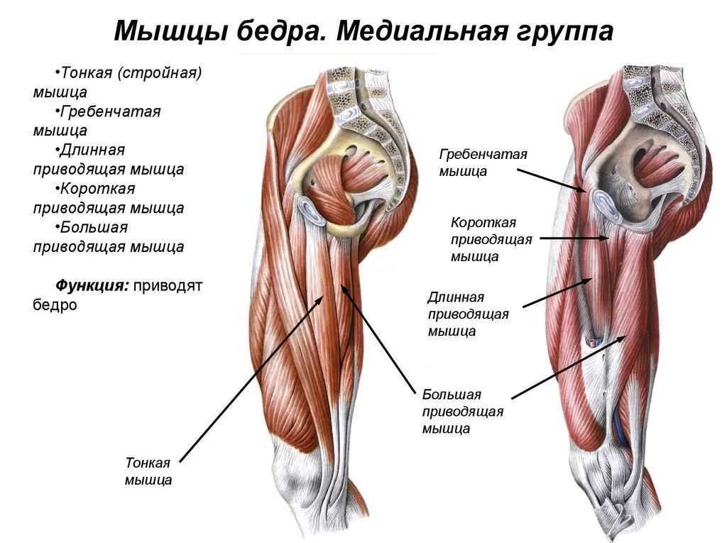 Медиальная группа мышц бедра. Мышцы бедра передняя задняя медиальная группа. Анатомия медиальной поверхности бедра. Медиальная группа мышц бедра анатомия.