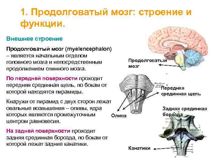 Какой цифрой на рисунке обозначен продолговатый мозг