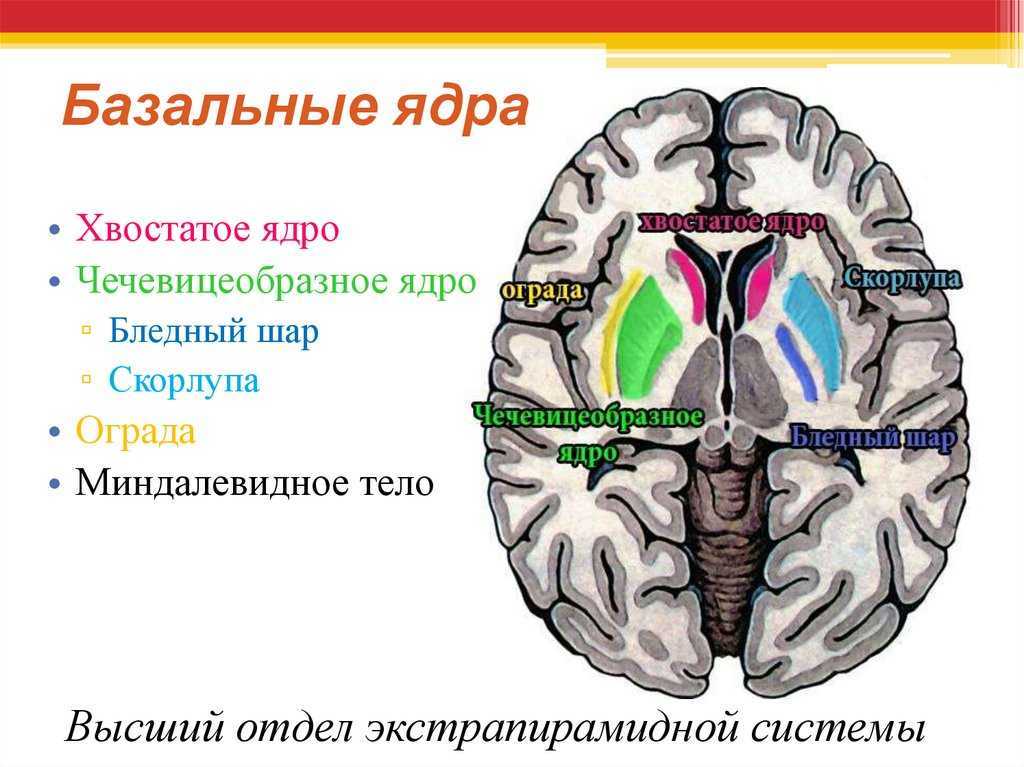 Подкорковые ядра головного мозга анатомия. Базальные ядра конечного мозга анатомия. Подкорковые ядра головного мозга функции. Важнейшие подкорковые базальные ядра. Воспаление серого вещества мозга латынь