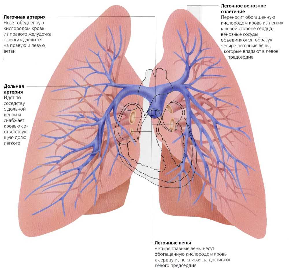 Легочные артерии рисунок - 94 фото