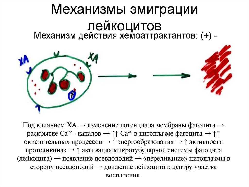 Факторы хемотаксиса. Механизмы эмиграции лейкоцитов. Эмиграция лейкоцитов при воспалении ее механизмы. Механизм хемотаксиса лейкоцитов. Механизм миграции лейкоцитов в очаг воспаления.