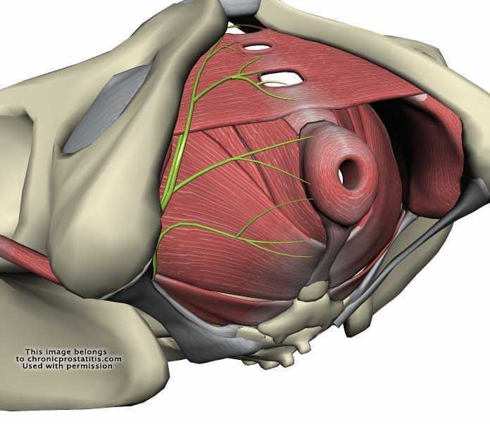Топографическая анатомия таза и его структура