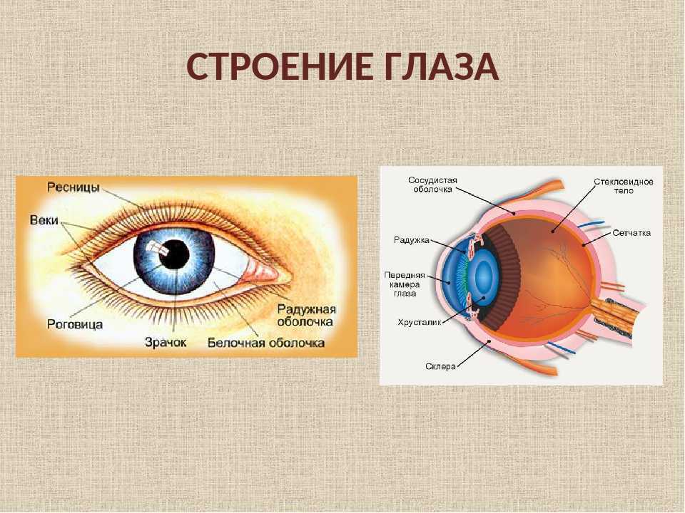 Выворот глазного века. лечение эктропиона глаза в офтальмология