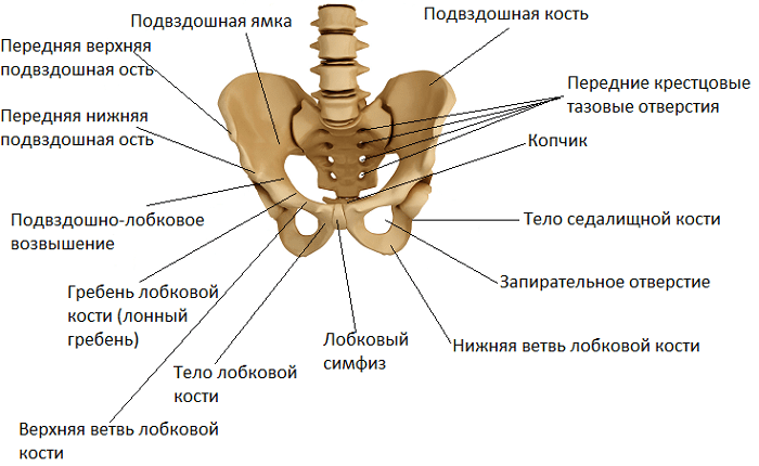 Верхняя ветвь лонной кости. Подвздошная кость таза анатомия человека. Анатомия лонной кости таза. Лонная и седалищная кость анатомия. Анатомические структуры тазовой кости.