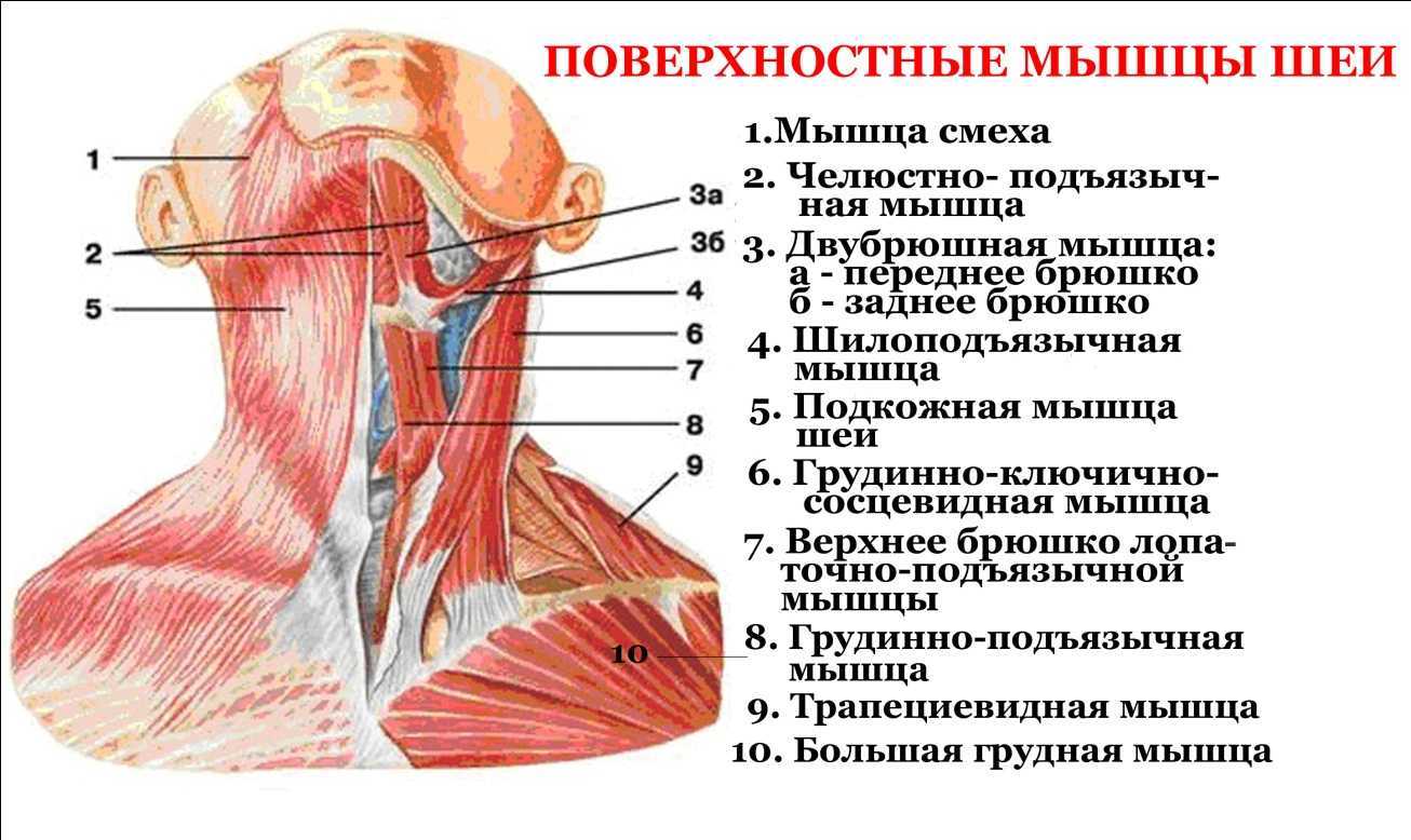 Анатомия и строение мышц шеи    
анатомия и строение мышц шеи