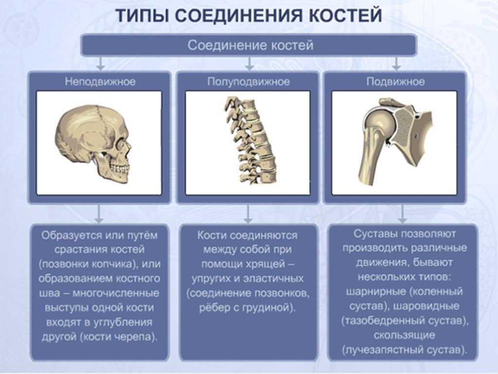 Кости позвоночника тип соединения. Типы соединения костей скелета. Неподвижные полуподвижные и подвижные соединения костей. Строение подвижного соединения костей. Соединения костей подвижные и неподвижные полуподвижные таблица.