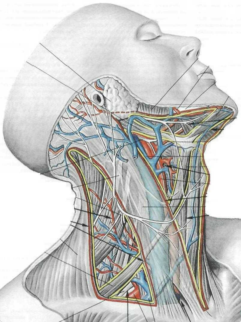 Внутреннее строение шеи. Грудино-ключично-сосцевидная область шеи топографическая анатомия. Топография шеи анатомия треугольники. Сонная артерия и яремная Вена. Пространство латеральной области шеи.