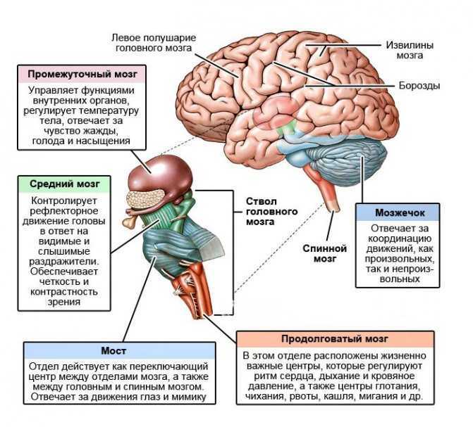 Головной мозг человека: строение, отделы, особенности функционирования | tvercult.ru