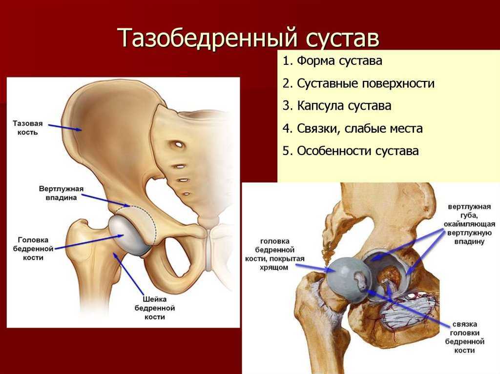 Тазобедренные кости человека фото анатомия