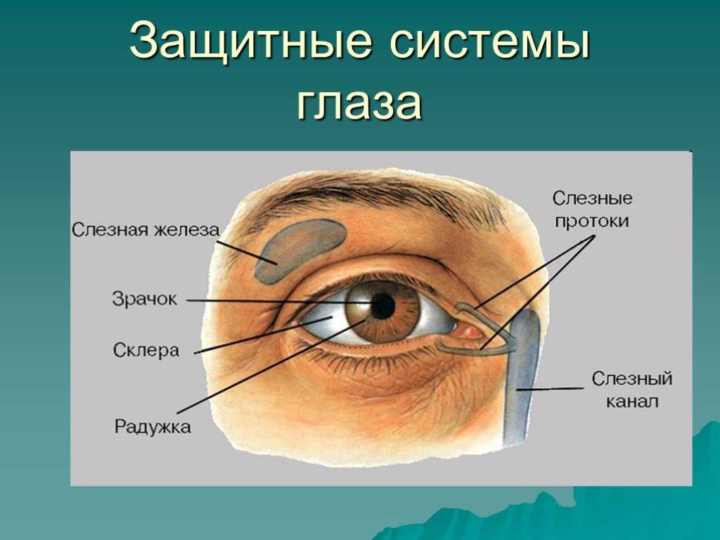 Нейрофизиология органа зрения