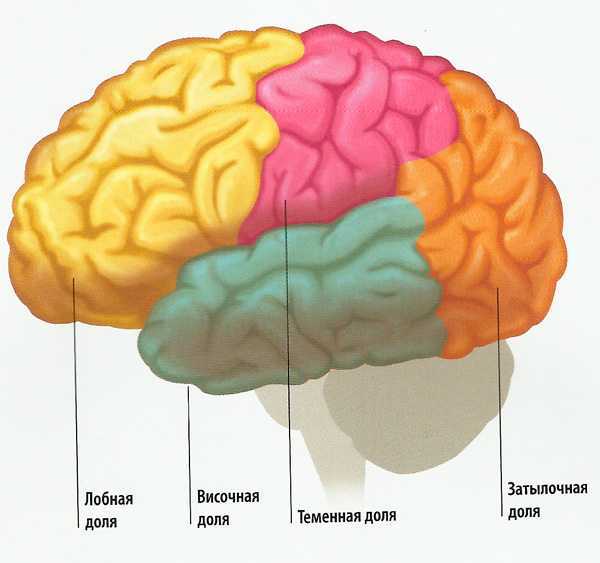 Нейроны в затылочной доле коры. Лобная теменная височная затылочная доли мозга. Доли головного мозга височная лобная.