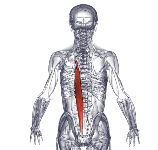 Musculus Erector Spinae мышца