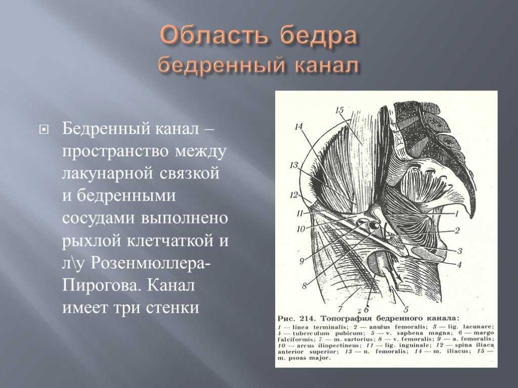 Анатомия тазобедренного сустава: мрт-изображения  (3 тл) и трёхмерные иллюстрации