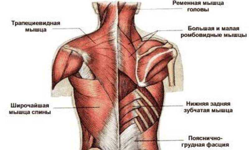 Предстательная железа (простата): где находится, где болит, строение, функции