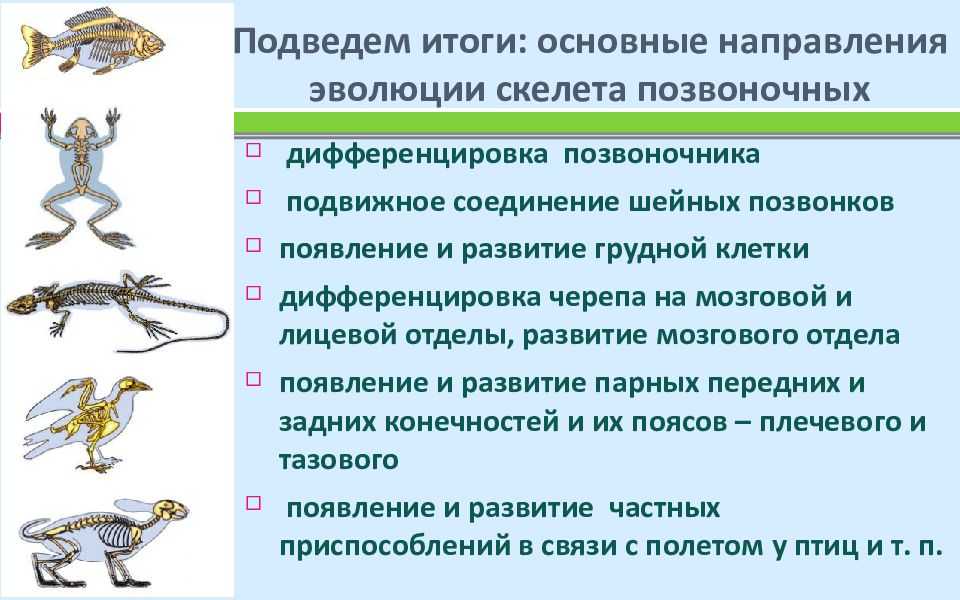 Скелет человека | анатомия скелета, строение, функции, картинки на eurolab