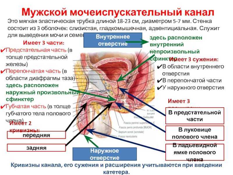 Выделения из уретры причины появления, выделения из мочеиспускательного канала у мужчин и женщин.