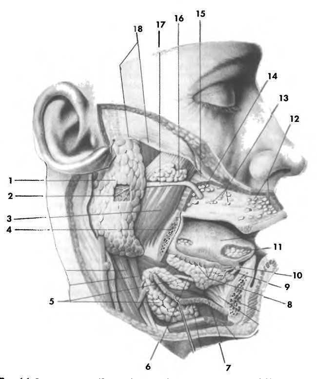 Околоушная железа рисунок