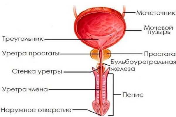 Схема мужского мочеиспускательного канала