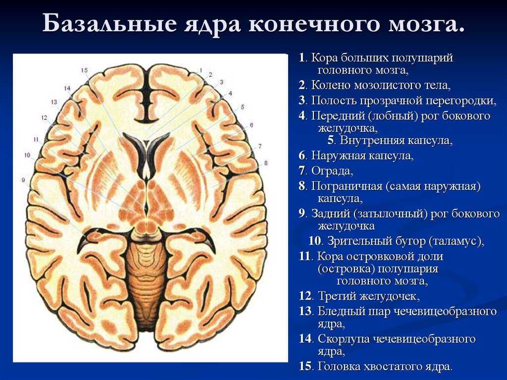 Схема базальных ядер головного мозга