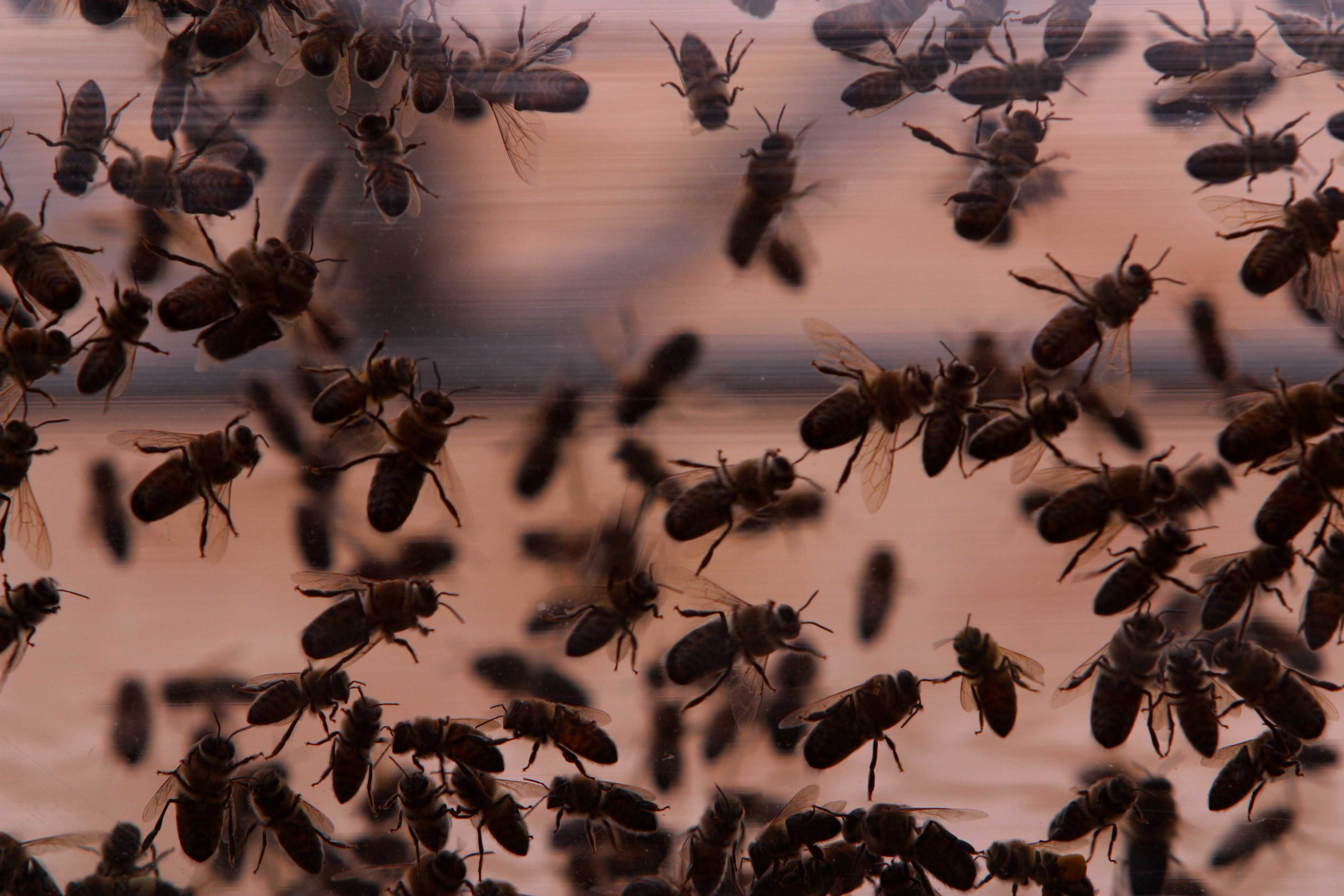 Боязнь насекомых: фобия, как называется, ее особенности и лечение - psychbook.ru