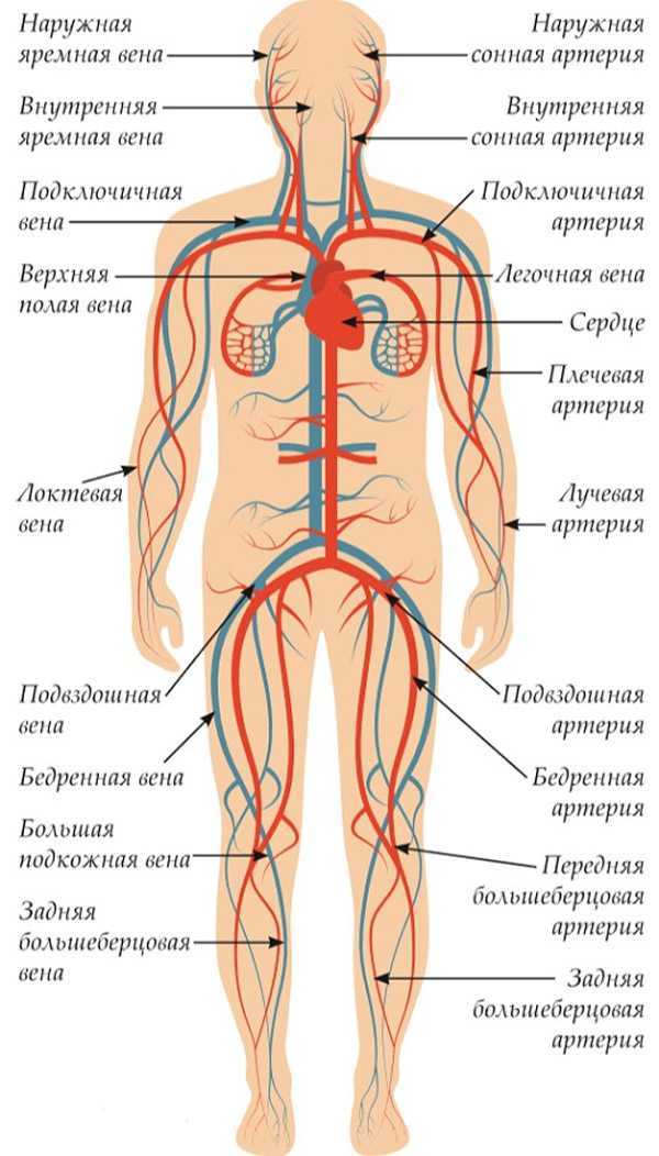 Подмышечная артерия человека | анатомия подмышечной артерии, строение, функции, картинки на eurolab