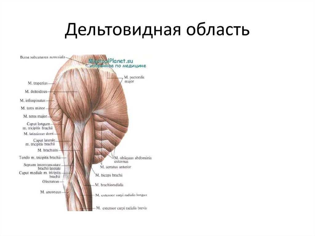 Дельтовидная мышца плеча фото