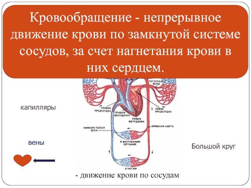 Направление движения крови вен