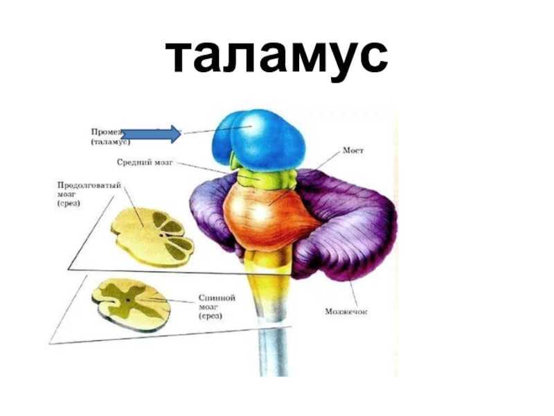 Промежуточный мозг на картинке