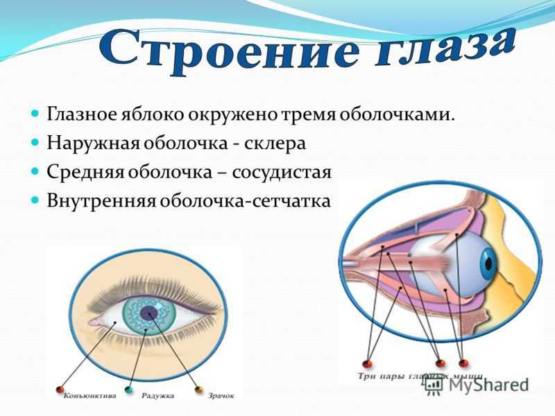 Глаз у человека имеет форму. Структура глазного яблока схема. Строение глаза вид спереди. Анатомические структуры глазного яблока. Схематическое строение глазного яблока.