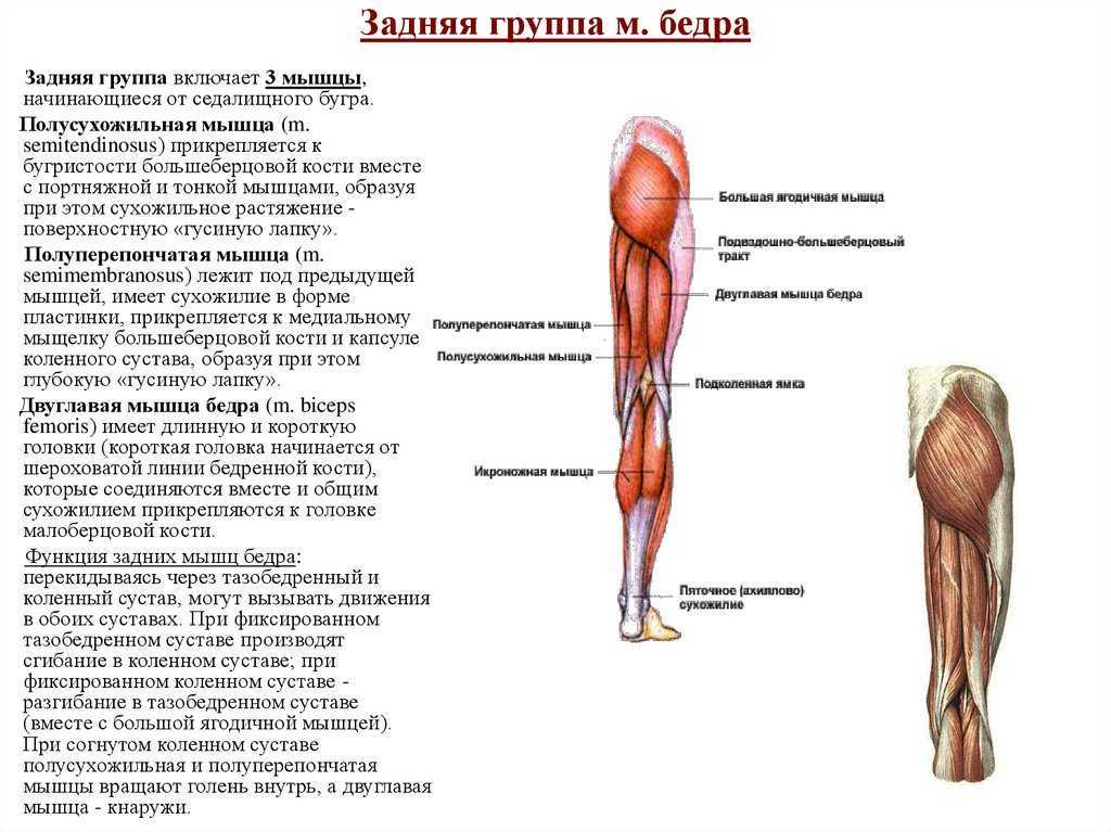 Жевательные мышцы: виды и функции, особенности и распространенные проблемы | colgate®
