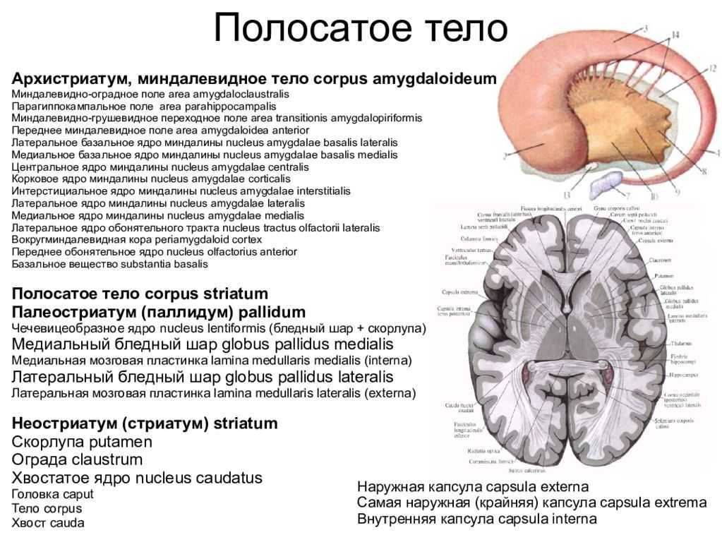 Полосатое тело. Полосатое ядро головного мозга. Чечевицеобразное ядро полосатое тело. Полосатое тело головного мозга. Полосатое тело конечного мозга.