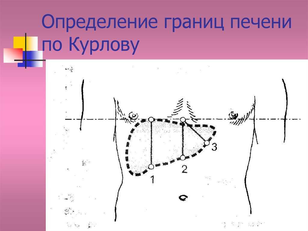 Определение границ печени по курлову алгоритм