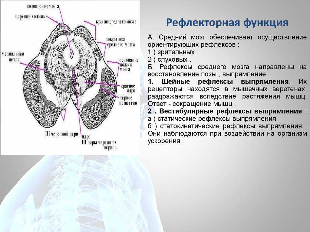 Рефлекторные центры головного мозга. Средний мозг функции проводниковая и рефлекторная. Средний мозг проводниковая функция. Средний мозг рефлекторная функция. Покрышка среднего мозга.