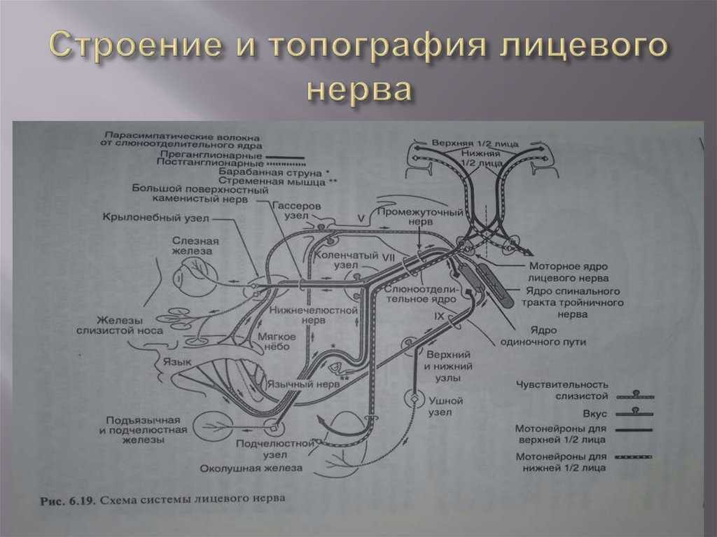 Лицевой нерв схема строения