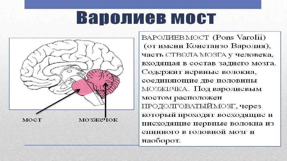 Мост мозга функции. Варолиев мост анатомия. Продолговатый мозг и варолиев мост. Функции варолиева мозга. Варолиев мост строение и функции.