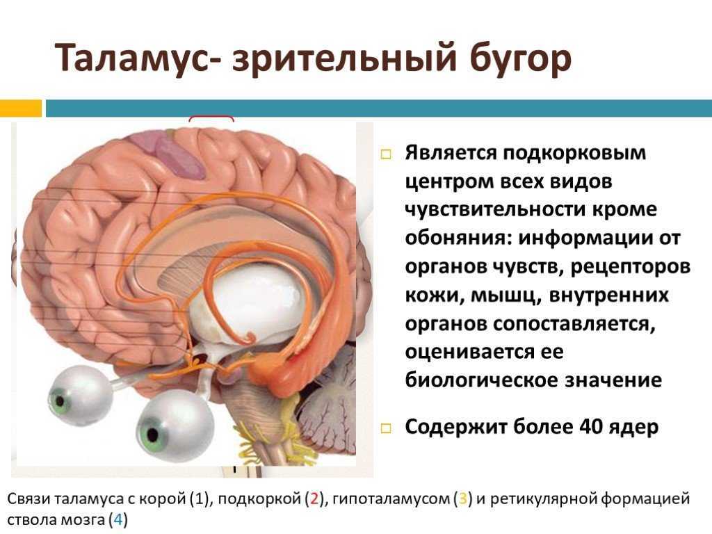 Таламус мозга это