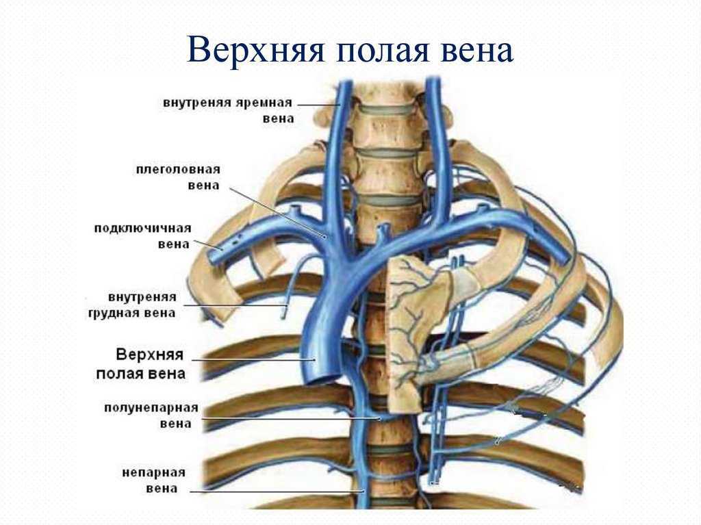 Верхняя полая вена образуется из. вены большого круга кровообращения. синдром верхней полой вены