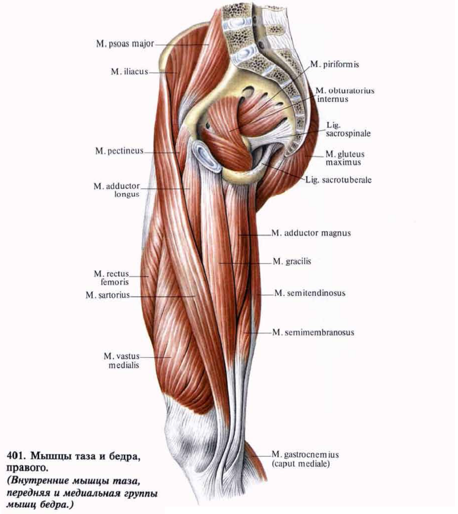 Quadratus femoris мышца