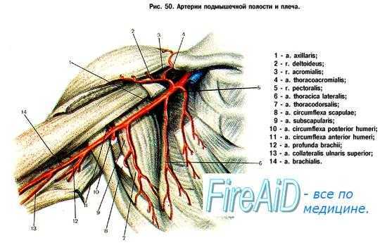 Подмышечная артерия схема рисунок