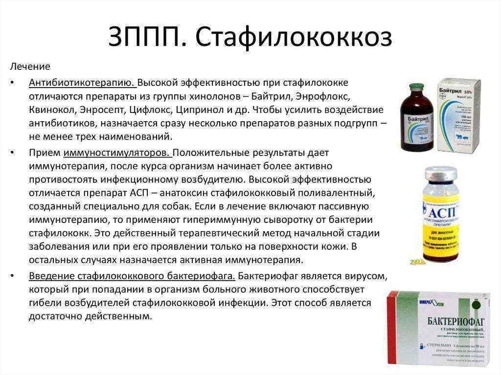 Стафилококк в горле