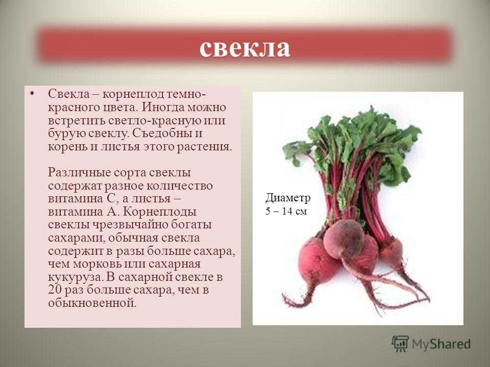 Овощная культура у которой основную часть корнеплода составляет корень