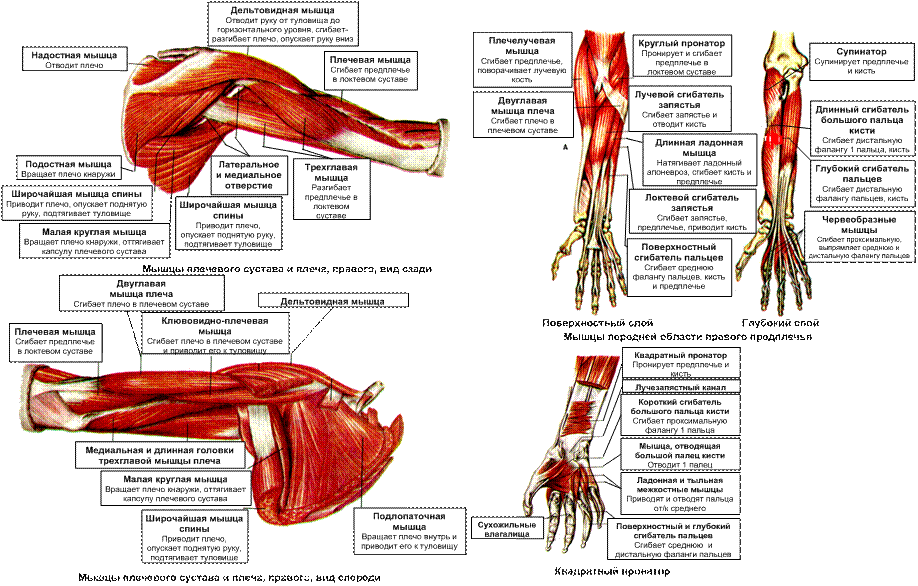 Анатомия мышц рук человека. Мышцы верхней конечности правой вид сбоку. Мышцы верхней конечности анатомия строение. Мышцы верхних конечностей мышцы верхней конечности. Мышцы свободной верхней конечности анатомия строение.