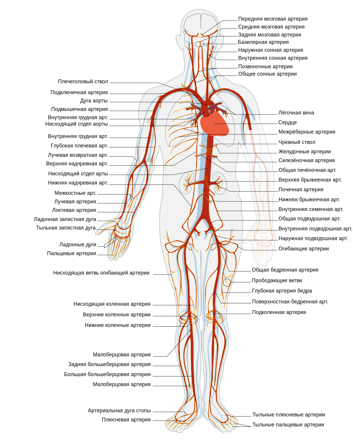 К верхней конечности направляются подмышечная артерия, ее продолжение - плечевая артерия и отходящие от них ветви