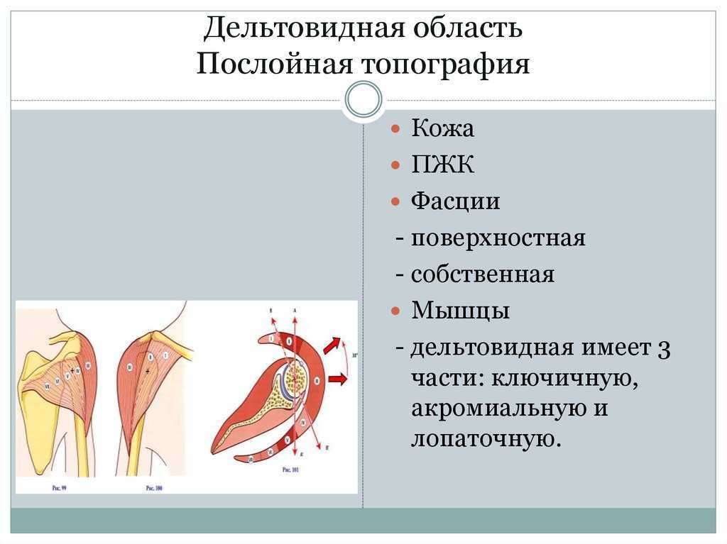 Как накачать плечи - руководство эффективному тренингу дельтовидных мышц