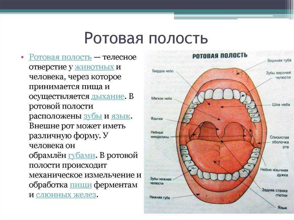 Полость рта человека | анатомия полости рта, строение, функции, картинки на eurolab