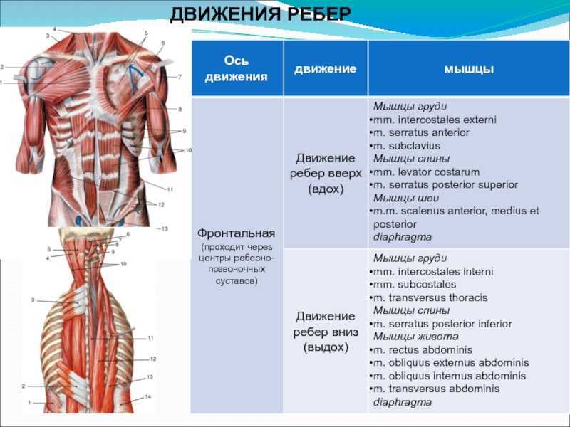 Мышцы ребер фото