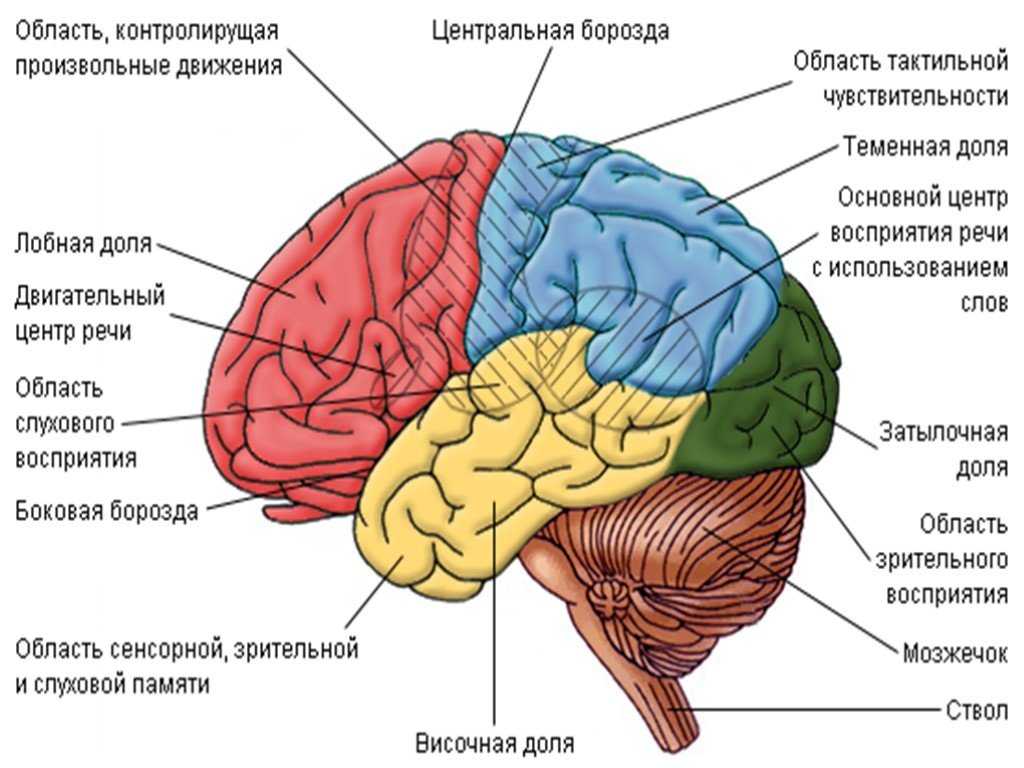 Головной мозг: основные функции и заболевания | «лечебно-диагностический центр на вернадского»