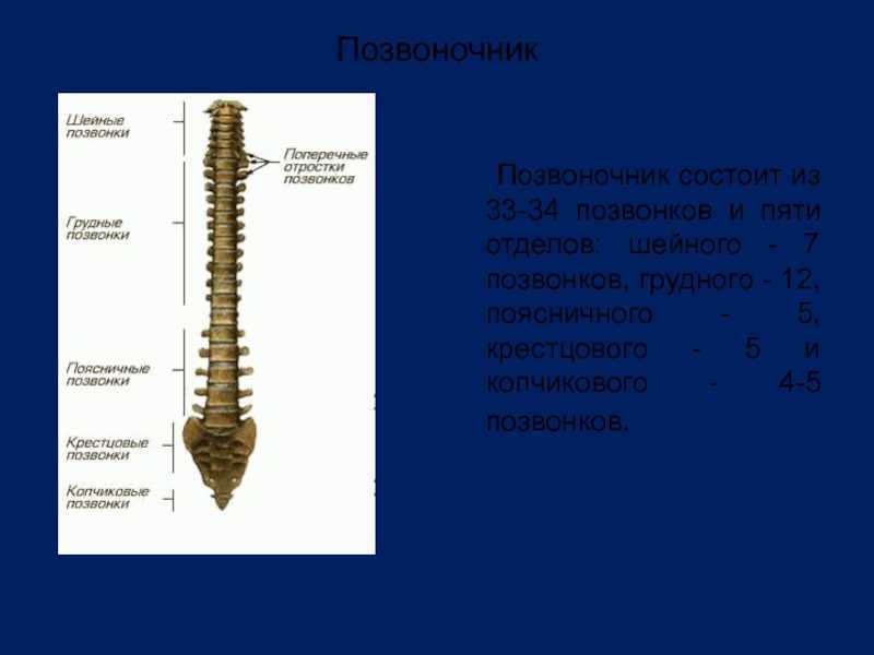 Пояснично крестцовый отдел позвоночника строение фото